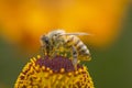Worker bee Royalty Free Stock Photo