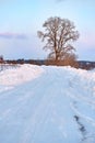 Single poplar near country side road in a winter day