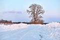 Single poplar near country side road in a winter day