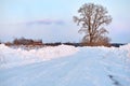 Single poplar near country side road in a winter day