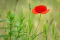 Single poppy Royalty Free Stock Photo