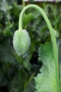 Single poppy bud in garden