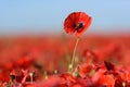 Single poppy flower above other poppies Royalty Free Stock Photo