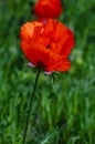 Single poppy flower in the field Royalty Free Stock Photo