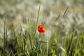 single poppy flower in a grain field Royalty Free Stock Photo