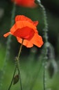 Single poppy flower