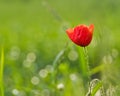 Single Poppy flower on a green meadow Royalty Free Stock Photo