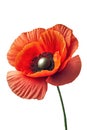 Poppy flower isolated on white background. Remembrance poppy - poppy appeal. Decorative flower for Remembrance Day, AI generative Royalty Free Stock Photo