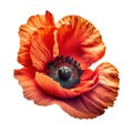 Poppy flower isolated on white background. Remembrance poppy - poppy appeal. Decorative flower for Remembrance Day, AI generative Royalty Free Stock Photo