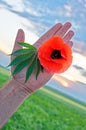 Single Poppy flower keeping in hand - Romania