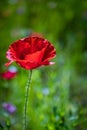 Single poppy flower Royalty Free Stock Photo