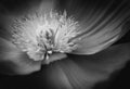 Single poppy in black and white