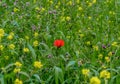 A single poppy flower in the spring field Royalty Free Stock Photo