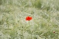 Single poppy flower on the wheat field Royalty Free Stock Photo