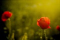 Single poppy on green backgound Royalty Free Stock Photo