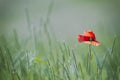 Single poppy on green backgound Royalty Free Stock Photo