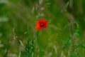 Single poppy on the meadow Royalty Free Stock Photo