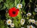Single poppy surrounded by wild daisies