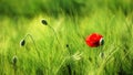 Single poppy in wheat field