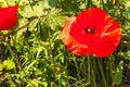 Single poppy flower, on sunny day Royalty Free Stock Photo