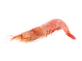 Single Prawn or Tiger Shrimp Isolated on White Background. Royalty Free Stock Photo