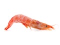 Single Prawn or Tiger Shrimp Isolated on White Background. Royalty Free Stock Photo