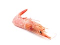 Single Prawn or Tiger Shrimp Isolated on White Background. Royalty Free Stock Photo