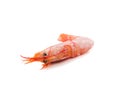 Single Prawn or Tiger Shrimp Isolated on White Background. Royalty Free Stock Photo