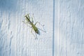 A Single Praying Mantis Climbing a White Wall in the Sunshine Royalty Free Stock Photo