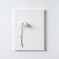 Minimalist Daisy on White Canvas Royalty Free Stock Photo