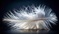 Elegant White Down Feather on a Dark Reflective Surface Royalty Free Stock Photo