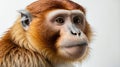 single proboscis monkey animal isolated in pure white ai generated