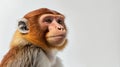 single proboscis monkey animal isolated in pure white ai generated