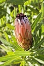 Single Protea flower