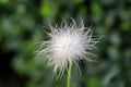Single Pulsatilla vulgaris or Pasque flower flower hairy silky white seed head planted in local urban garden