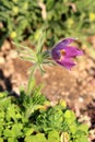 Single Pulsatilla vulgaris or Pasque flower herbaceous plant with violet bell-shaped flower on top of long soft silver grey hairy