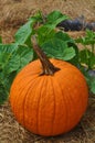 Single Pumpkin with lush green leaves Royalty Free Stock Photo