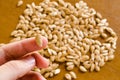 Single pumpkin seed on a finger in foreground and in the background, seeds heaped on a wooden table Royalty Free Stock Photo