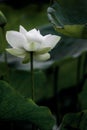 White lotus flower blooming at pond with green foliage Royalty Free Stock Photo