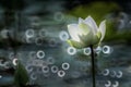 White lotus flower blooming at pond with green foliage Royalty Free Stock Photo