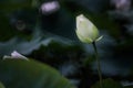 White lotus flower blooming at pond with green foliage Royalty Free Stock Photo