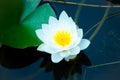 A single purely white water lily in the water