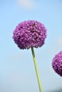 Single allium bloom