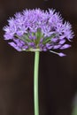 Single Purple Allium