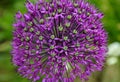 Single purple allium flower Royalty Free Stock Photo