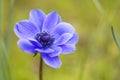 Single purple anemone flower against blurry green natural background in outdoor environment