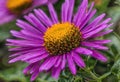 A single purple aster with a vibrant center.