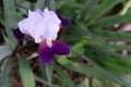 A single purple bearded iris viewed from above with green stems in the background; copy space Royalty Free Stock Photo