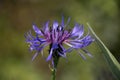 Single purple blue Mountain Cornflower, Centaurea montana or Montane Knapweed, Bachelors Button, green leaf background