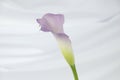 Single purple calla lily flower isolated on white Royalty Free Stock Photo